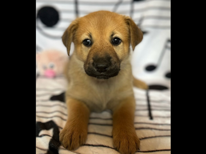 chinook puppy